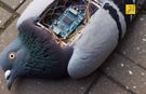 Geleceğin Gözetleme ve Dinleme Teknolojisi: Uçan Dron Casus Kuşlar