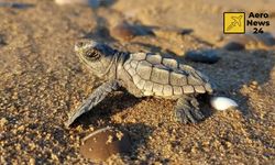 Belek Sahilleri Canlandı: 5 Bin Yavru Caretta Denize Ulaştı