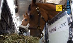 Körfez gerilimi: 147 yarış atı Katar Havayolları ile tahliye edildi