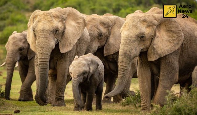 İspanyol turist filler tarafından öldürüldü