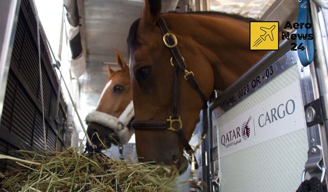 Körfez gerilimi: 147 yarış atı Katar Havayolları ile tahliye edildi