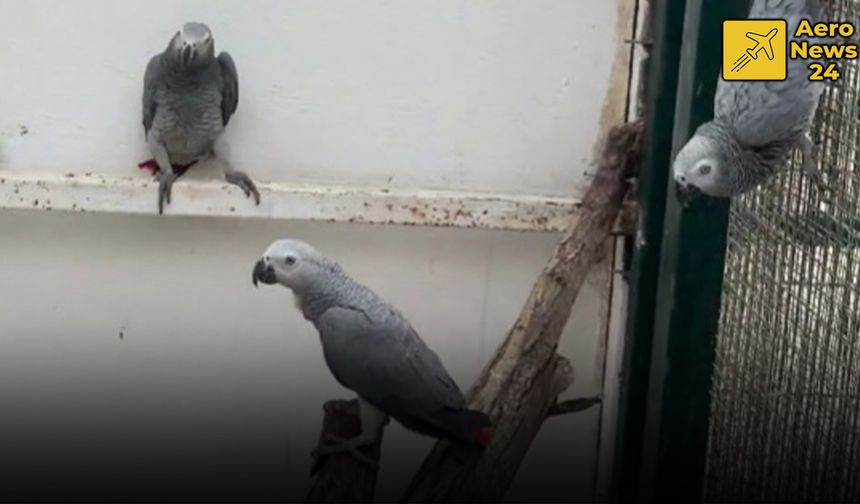 İstanbul Havalimanı’nda Kaçak Yaban Hayatı Operasyonu