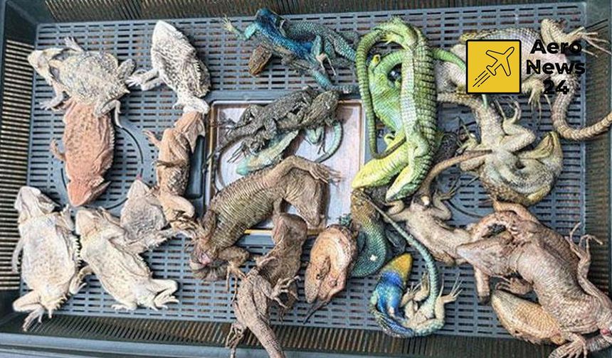 Havalimanında akılalmaz kaçakçılık: Valizinden 147 sürüngen çıktı